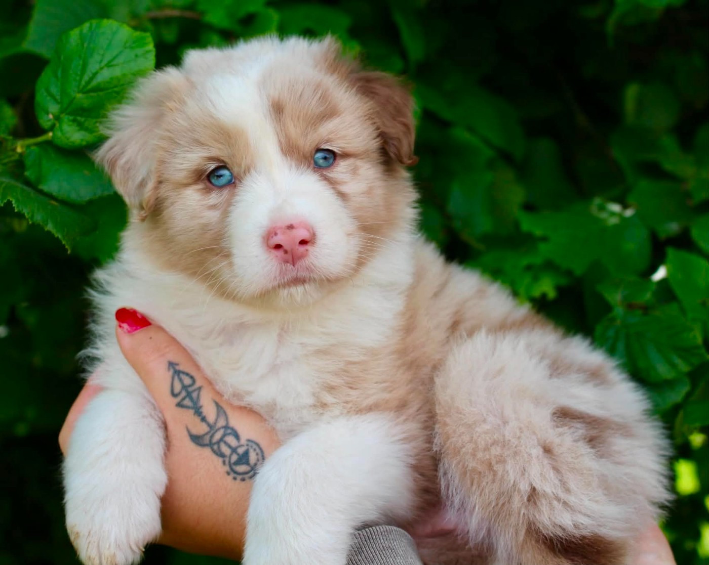 Des Mille Et Une Pattounes - Chiots disponibles - Berger Australien