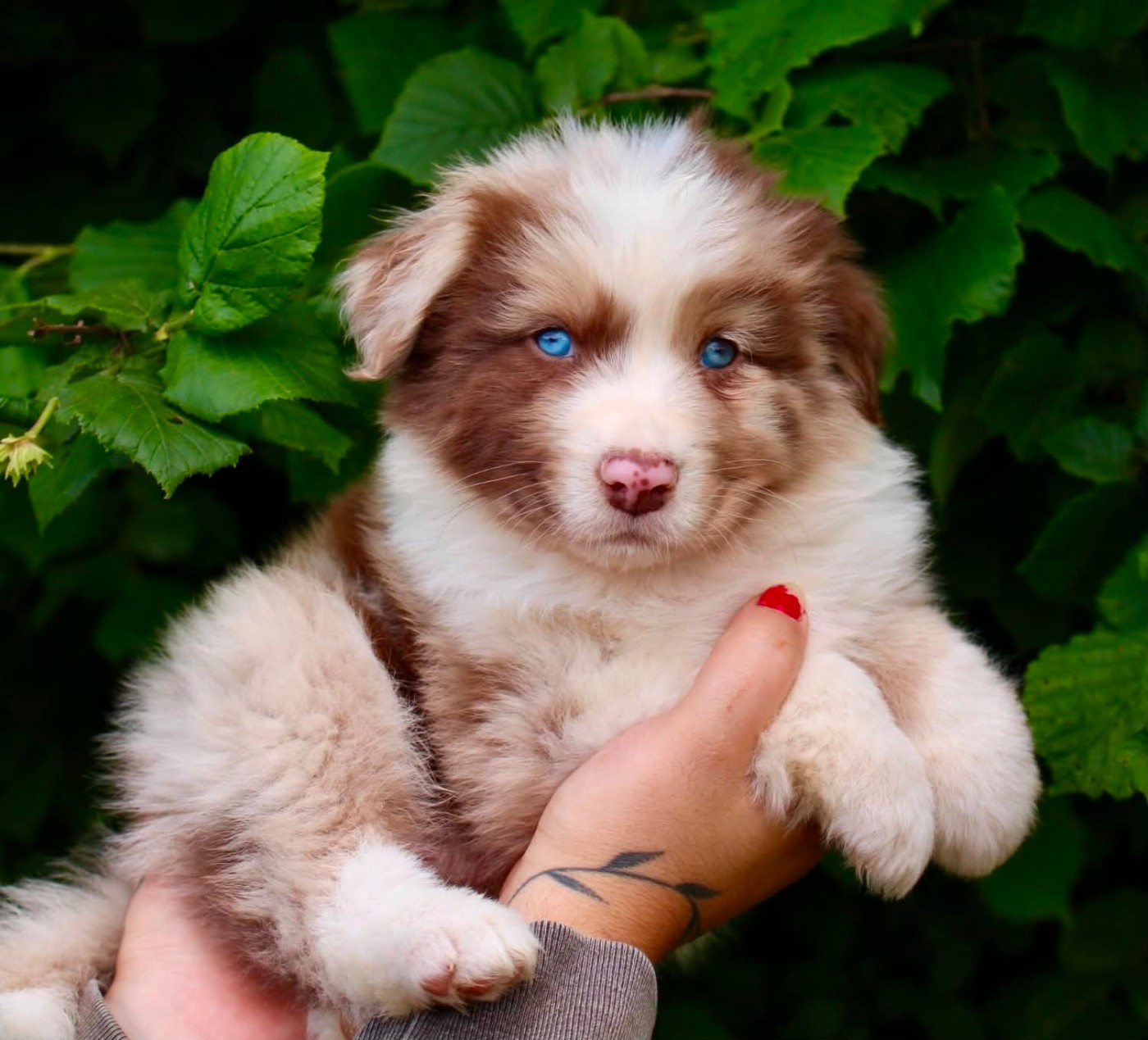 Des Mille Et Une Pattounes - Chiots disponibles - Berger Australien