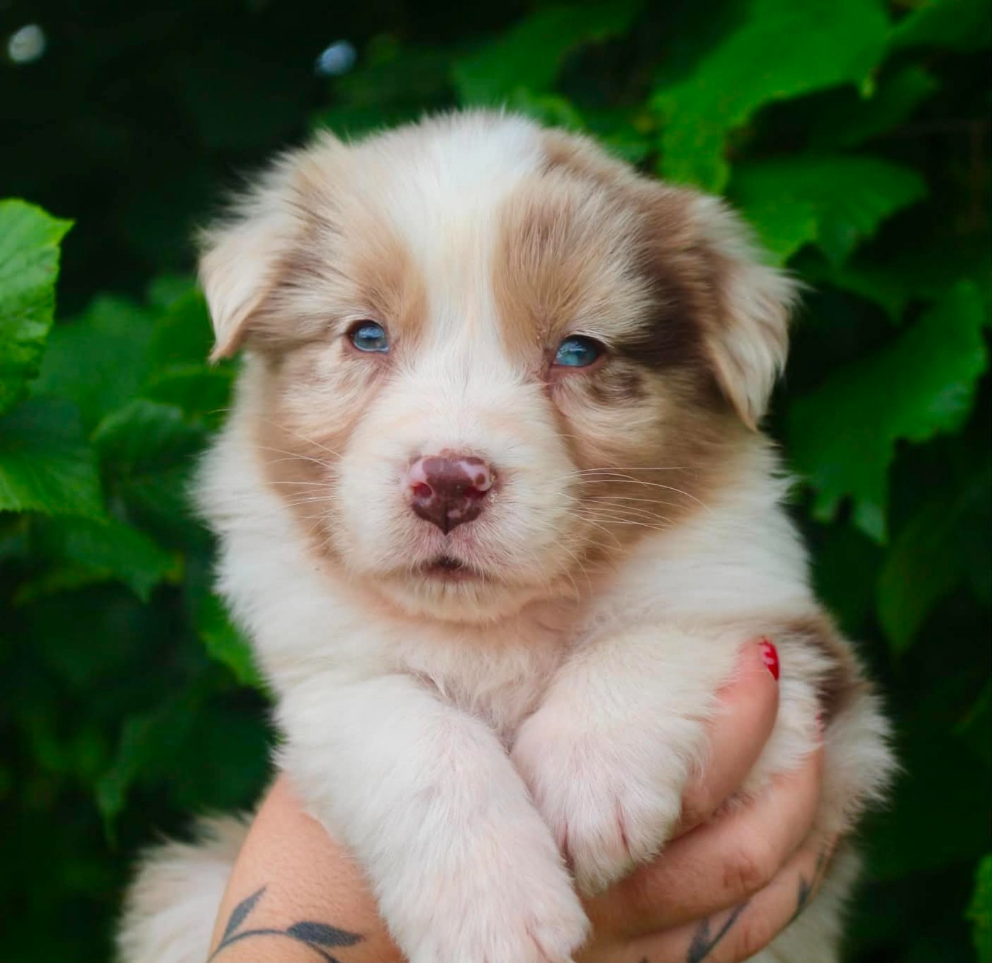 Des Mille Et Une Pattounes - Chiots disponibles - Berger Australien