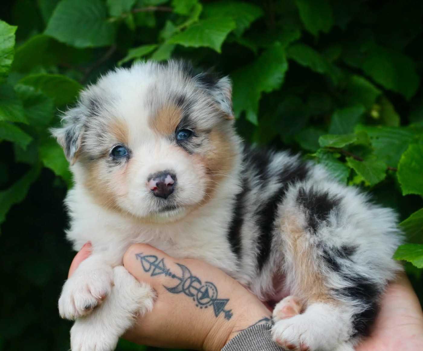 Des Mille Et Une Pattounes - Chiots disponibles - Berger Australien