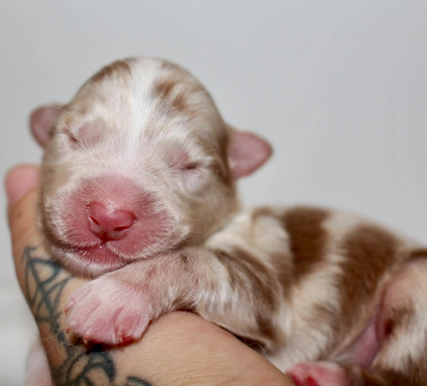 Des Mille Et Une Pattounes - Chiots disponibles - Berger Australien