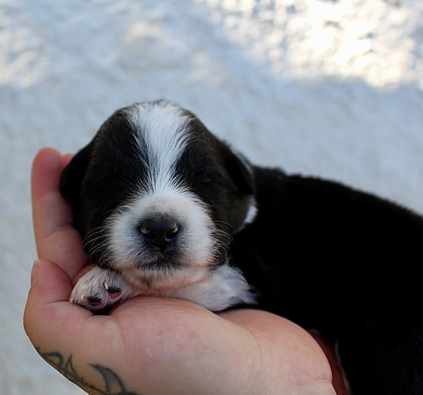 Des Mille Et Une Pattounes - Chiots disponibles - Berger Australien