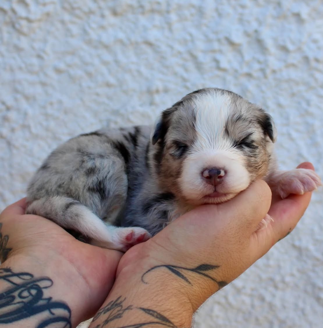 Des Mille Et Une Pattounes - Chiots disponibles - Berger Australien