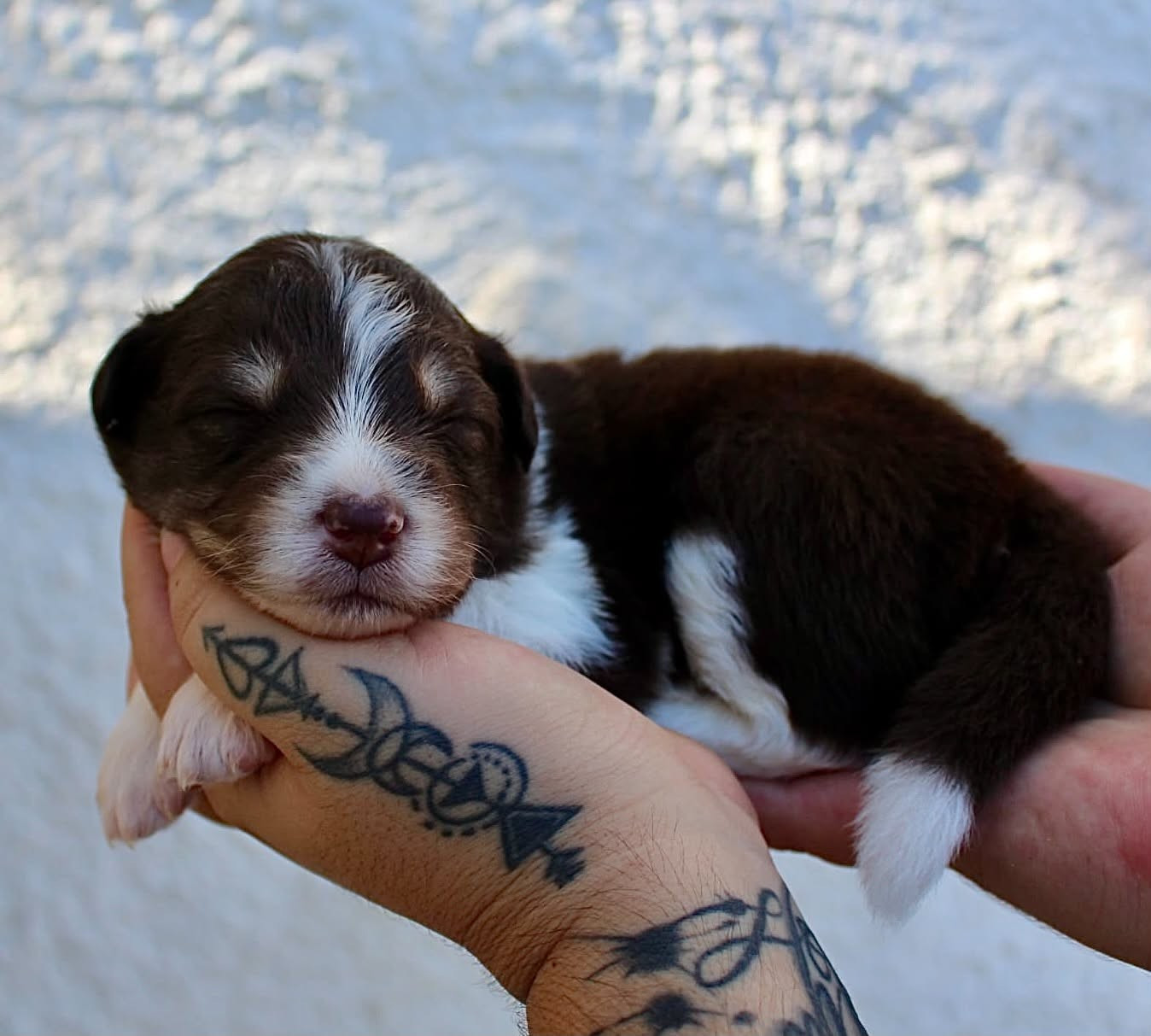 Des Mille Et Une Pattounes - Chiots disponibles - Berger Australien