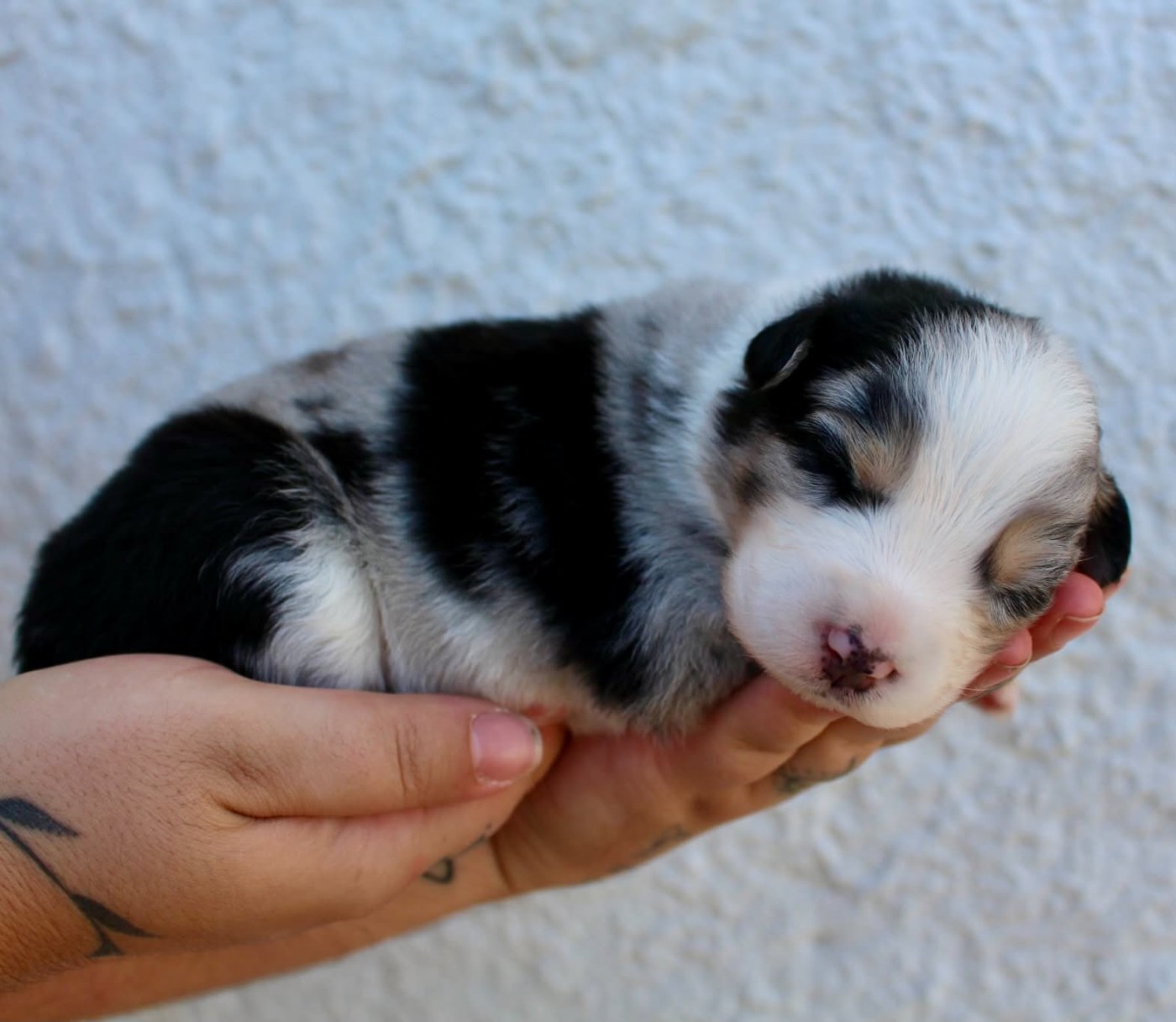 Des Mille Et Une Pattounes - Chiots disponibles - Berger Australien