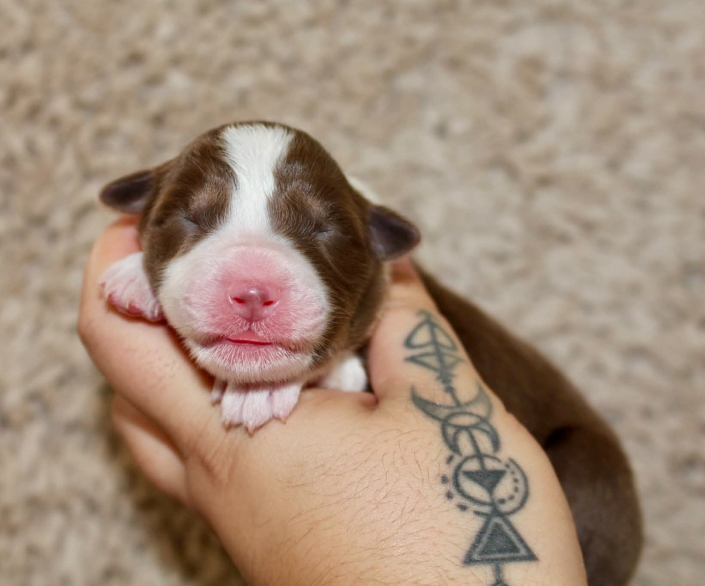 Des Mille Et Une Pattounes - Chiots disponibles - Berger Australien