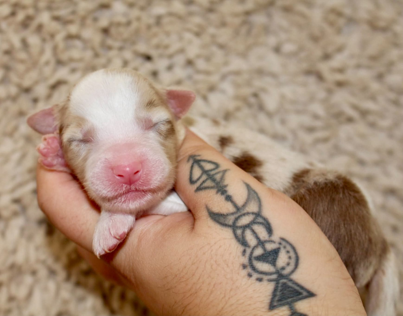 Des Mille Et Une Pattounes - Chiots disponibles - Berger Australien