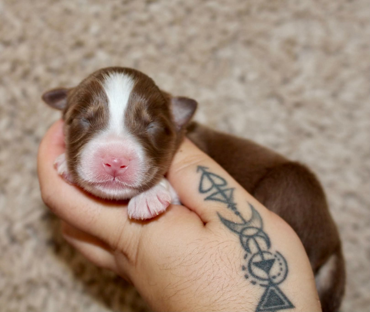 Des Mille Et Une Pattounes - Chiots disponibles - Berger Australien