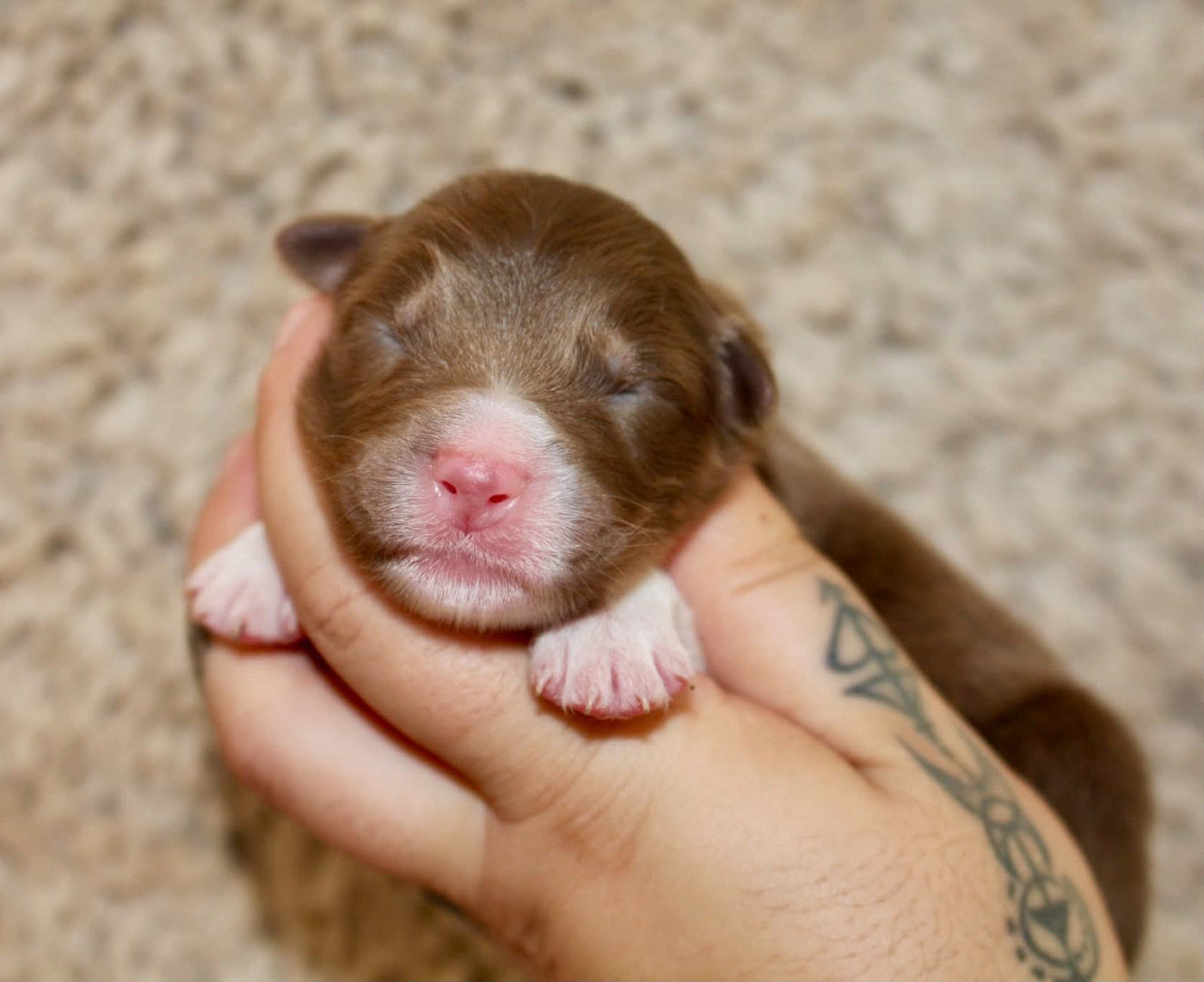 Des Mille Et Une Pattounes - Chiots disponibles - Berger Australien