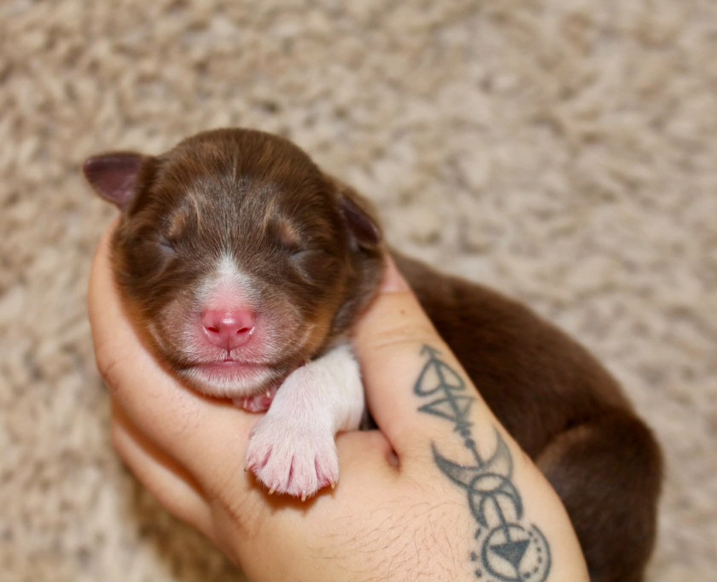Des Mille Et Une Pattounes - Chiots disponibles - Berger Australien