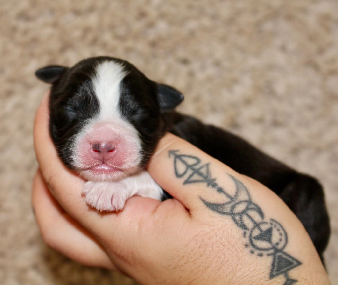 Des Mille Et Une Pattounes - Chiots disponibles - Berger Australien