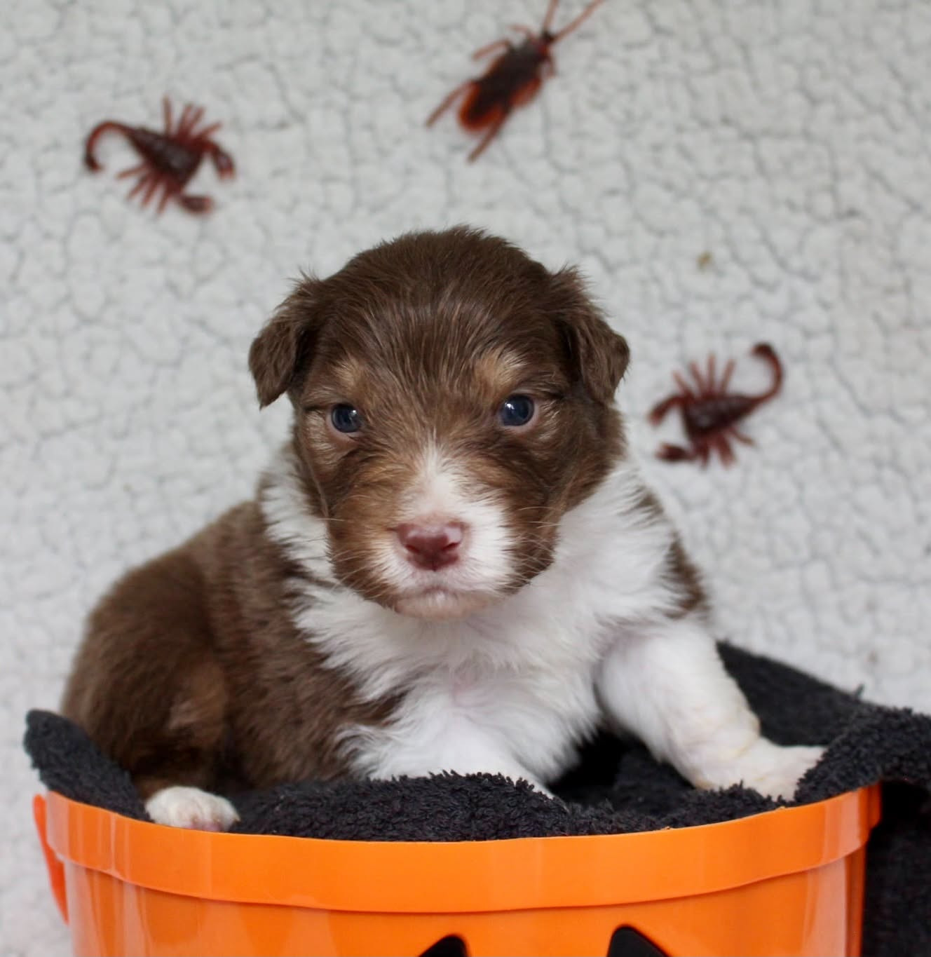 Des Mille Et Une Pattounes - Chiots disponibles - Berger Australien