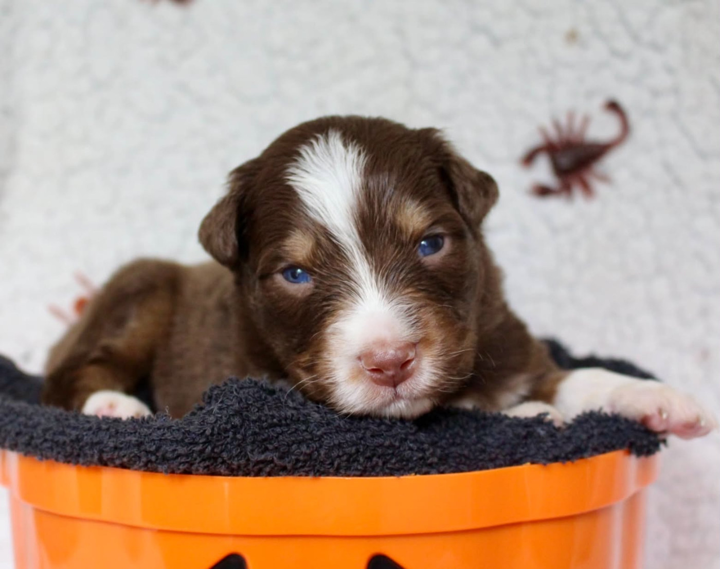 Des Mille Et Une Pattounes - Chiots disponibles - Berger Australien