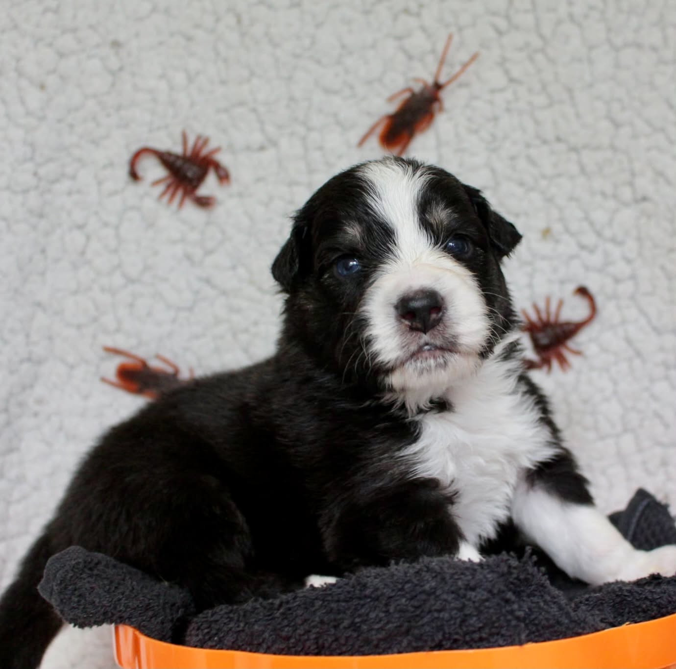 Des Mille Et Une Pattounes - Chiots disponibles - Berger Australien