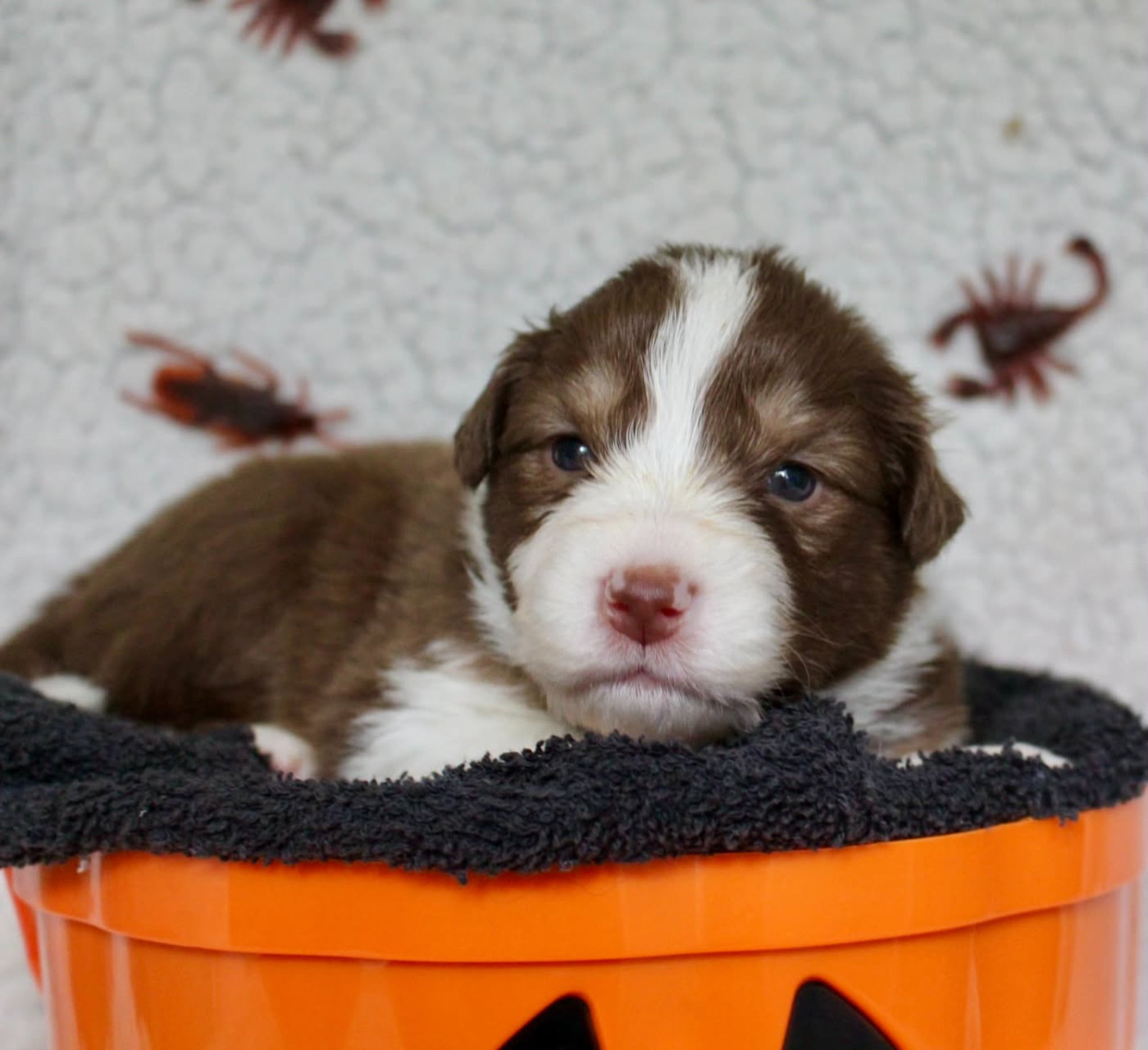Des Mille Et Une Pattounes - Chiots disponibles - Berger Australien