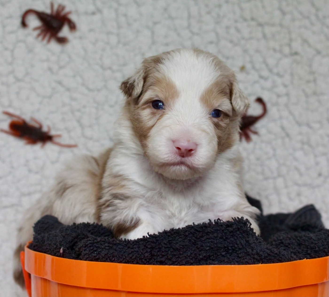 Des Mille Et Une Pattounes - Chiots disponibles - Berger Australien