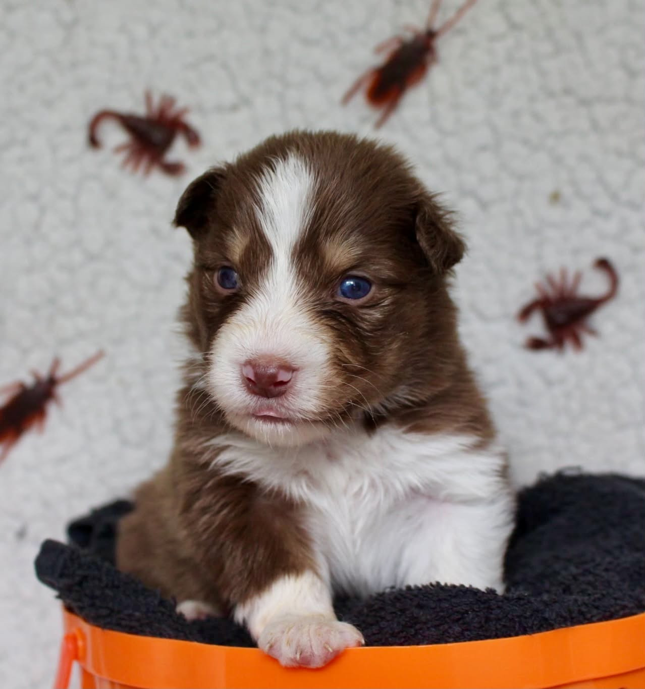 Des Mille Et Une Pattounes - Chiots disponibles - Berger Australien