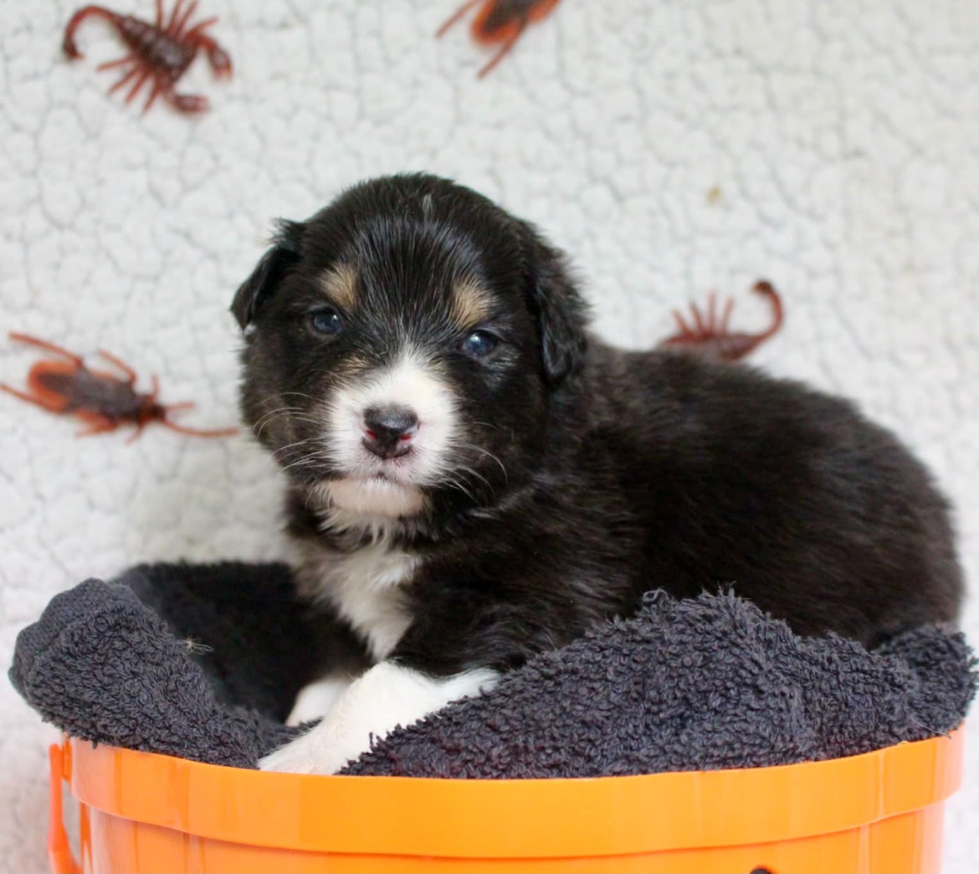 Des Mille Et Une Pattounes - Chiots disponibles - Berger Australien