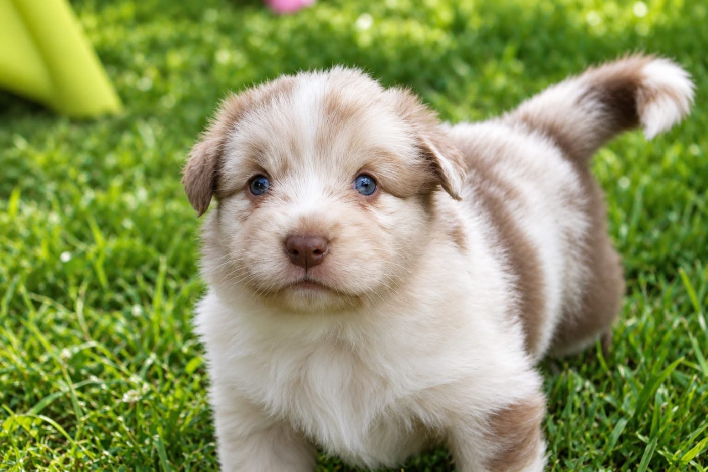 Des Mille Et Une Pattounes - Chiots disponibles - Berger Australien
