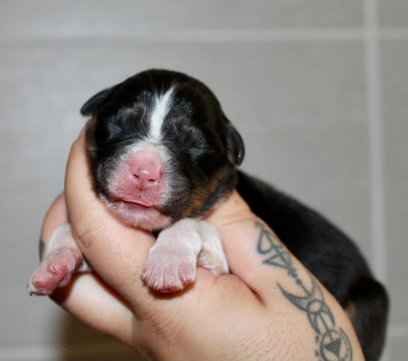 Des Mille Et Une Pattounes - Chiots disponibles - Berger Australien