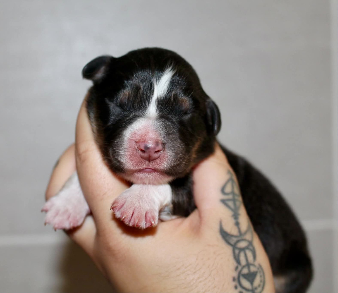 Des Mille Et Une Pattounes - Chiots disponibles - Berger Australien