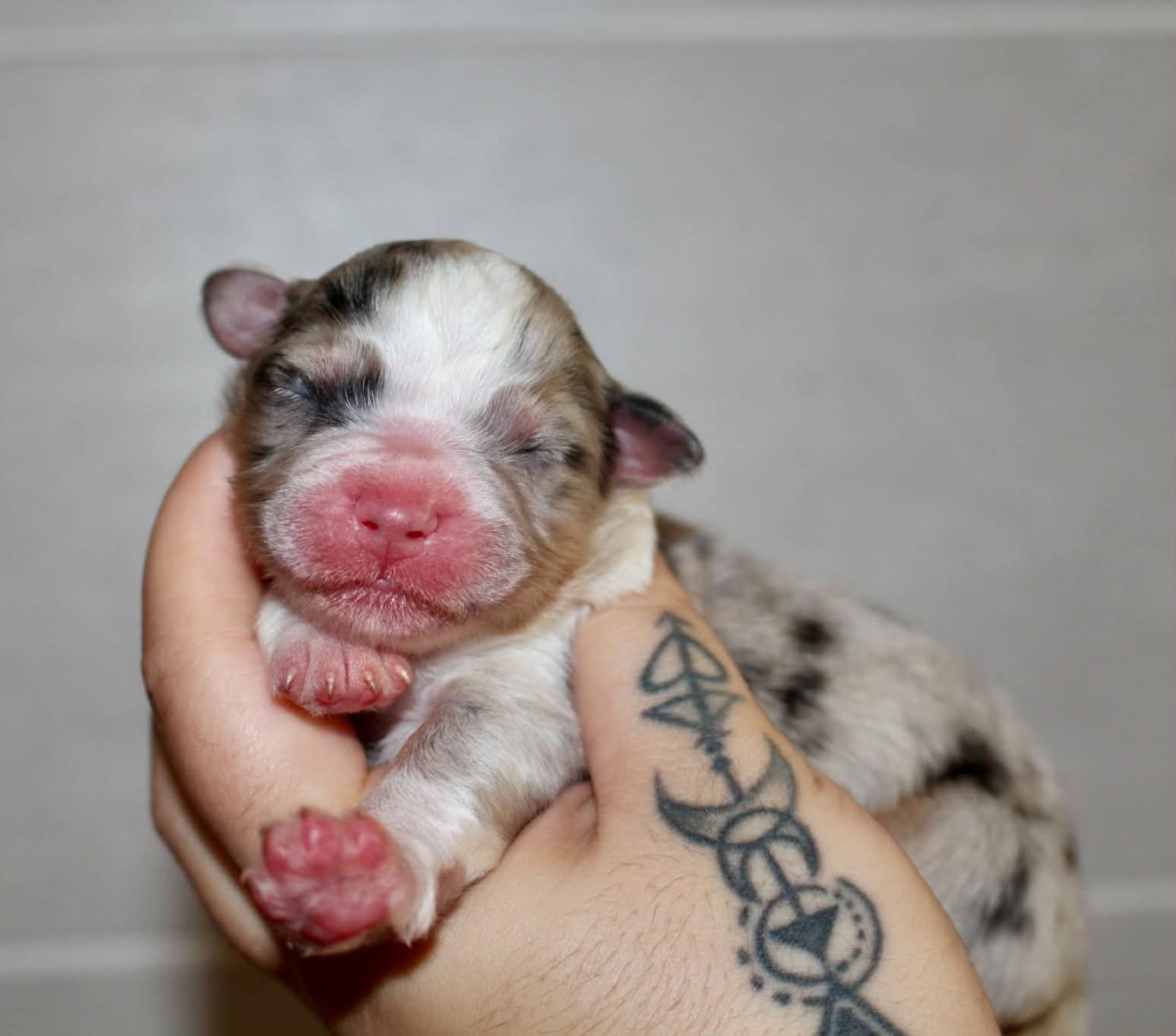 Des Mille Et Une Pattounes - Chiots disponibles - Berger Australien
