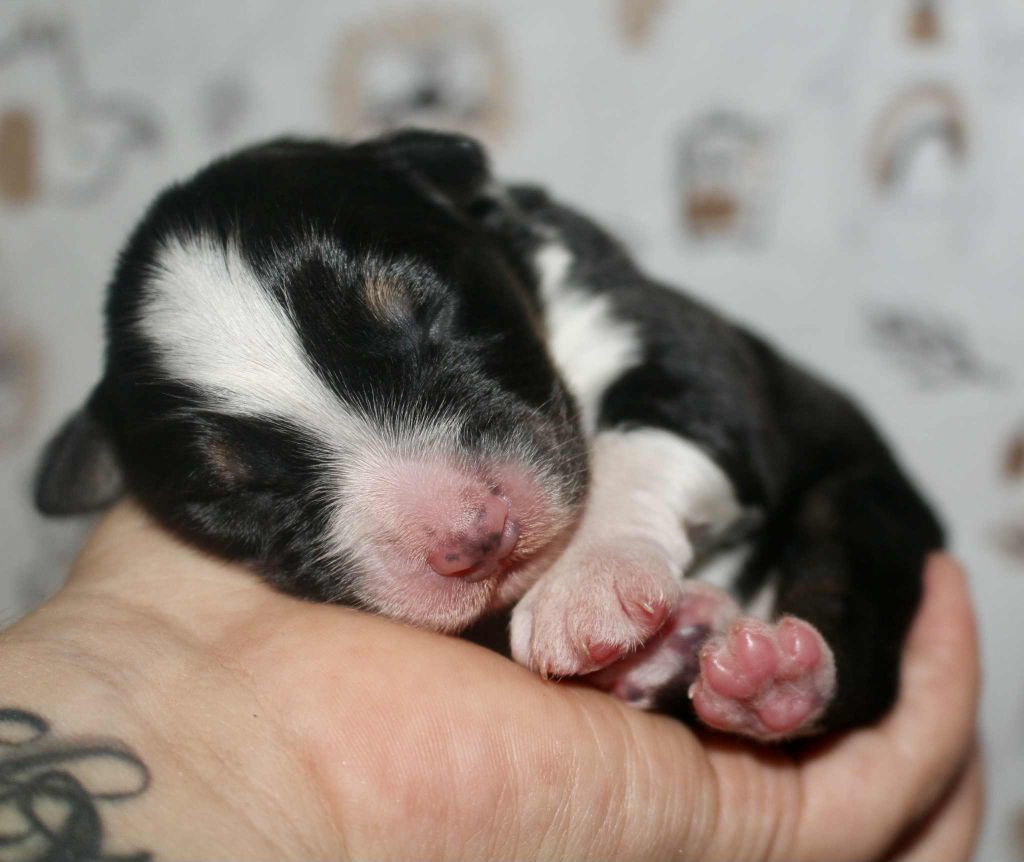 Des Mille Et Une Pattounes - Chiots disponibles - Berger Australien
