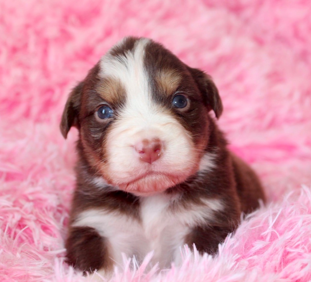 Des Mille Et Une Pattounes - Chiots disponibles - Berger Australien