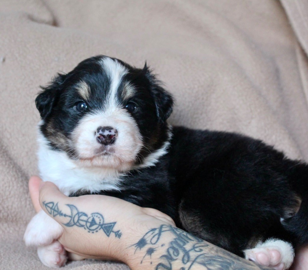 Des Mille Et Une Pattounes - Chiots disponibles - Berger Australien