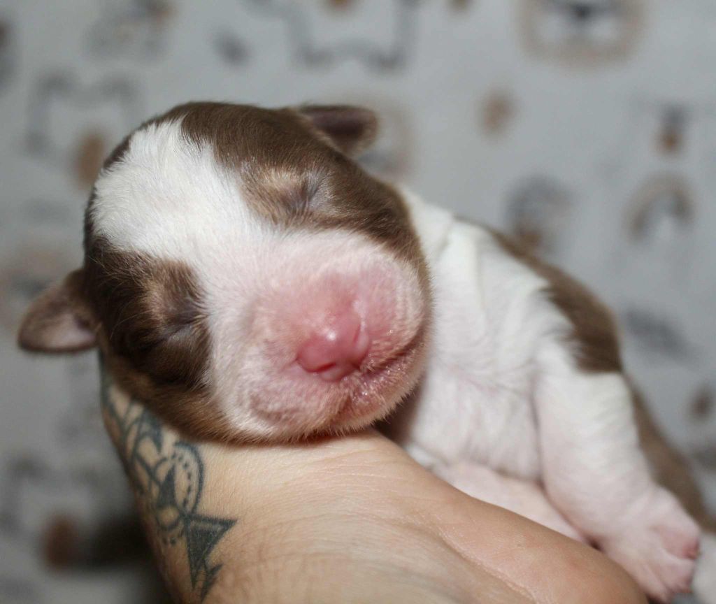 Des Mille Et Une Pattounes - Chiots disponibles - Berger Australien