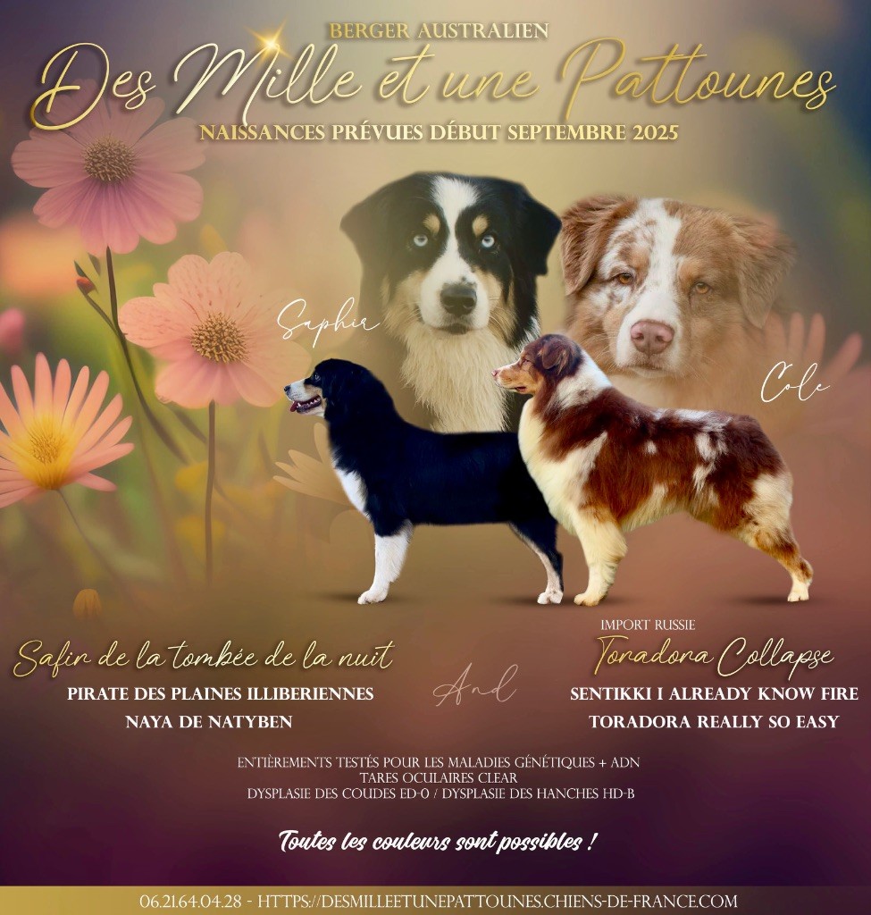 Chiot Berger Australien Des Mille Et Une Pattounes