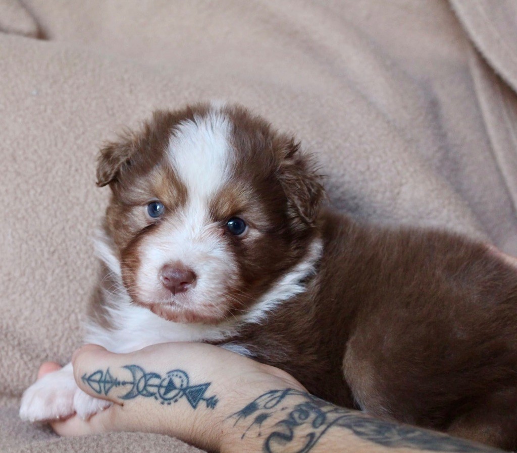 Des Mille Et Une Pattounes - Chiots disponibles - Berger Australien