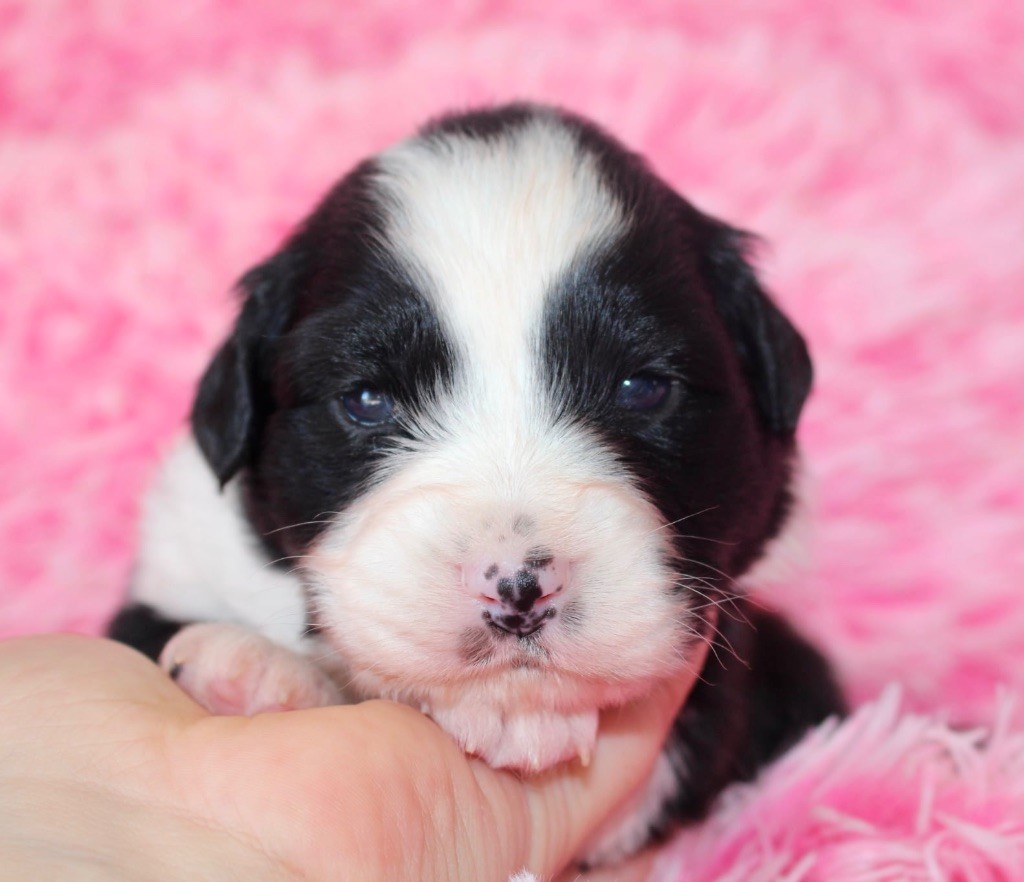 Des Mille Et Une Pattounes - Chiots disponibles - Berger Australien