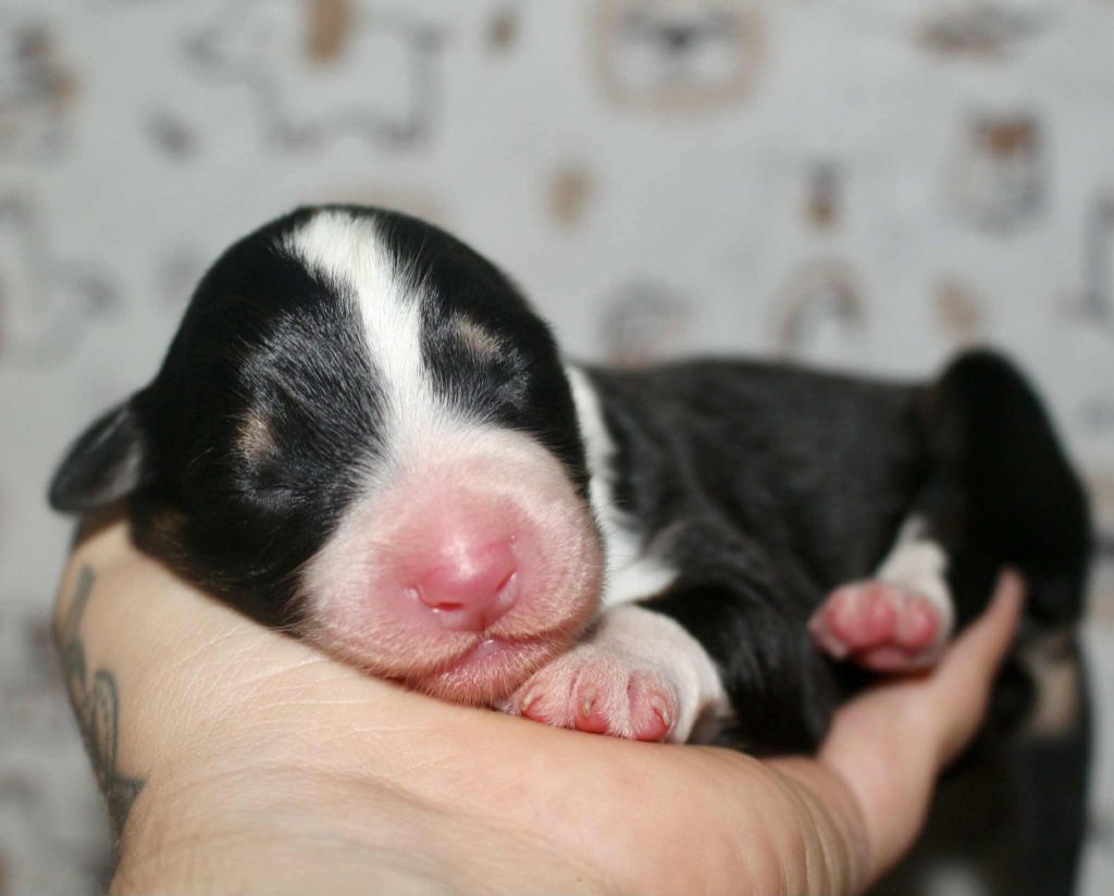 Des Mille Et Une Pattounes - Chiots disponibles - Berger Australien