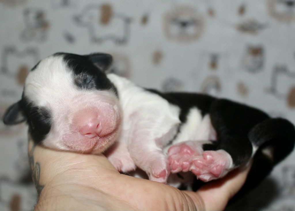 Des Mille Et Une Pattounes - Chiots disponibles - Berger Australien