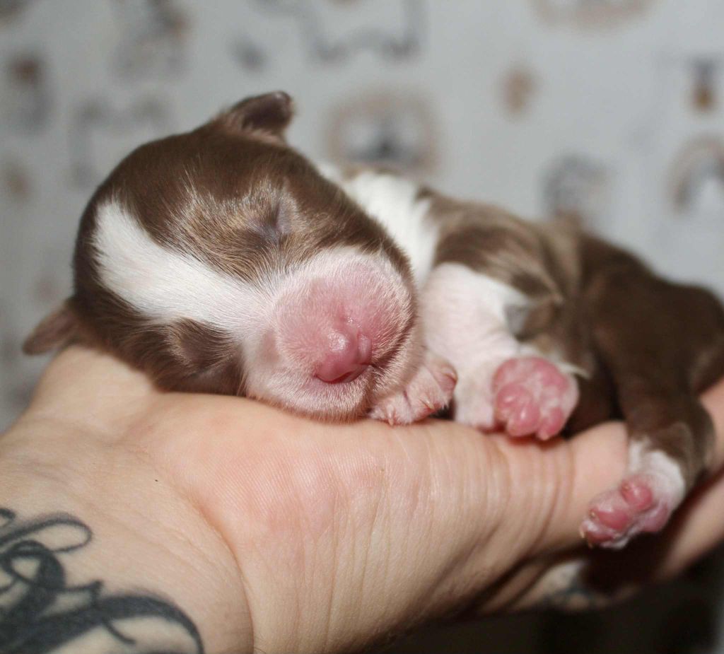 Des Mille Et Une Pattounes - Chiots disponibles - Berger Australien