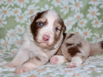 Peanut Butter Cup