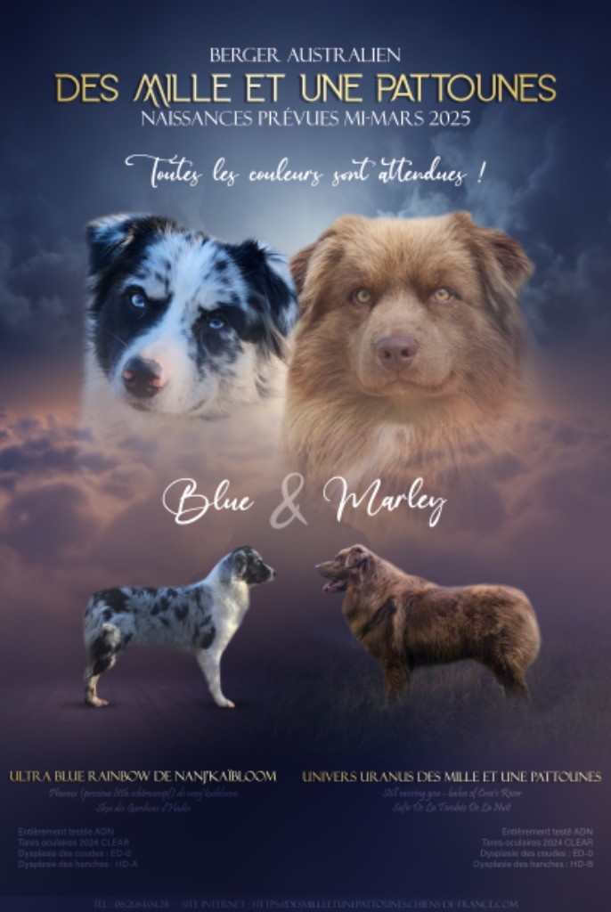 Chiot Berger Australien Des Mille Et Une Pattounes