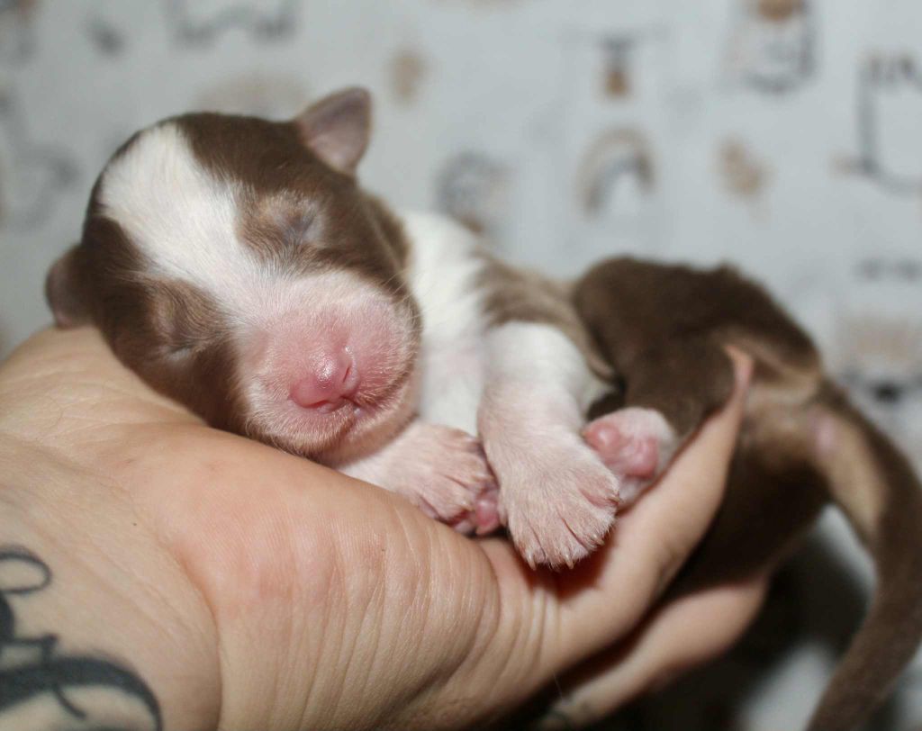 Des Mille Et Une Pattounes - Chiots disponibles - Berger Australien