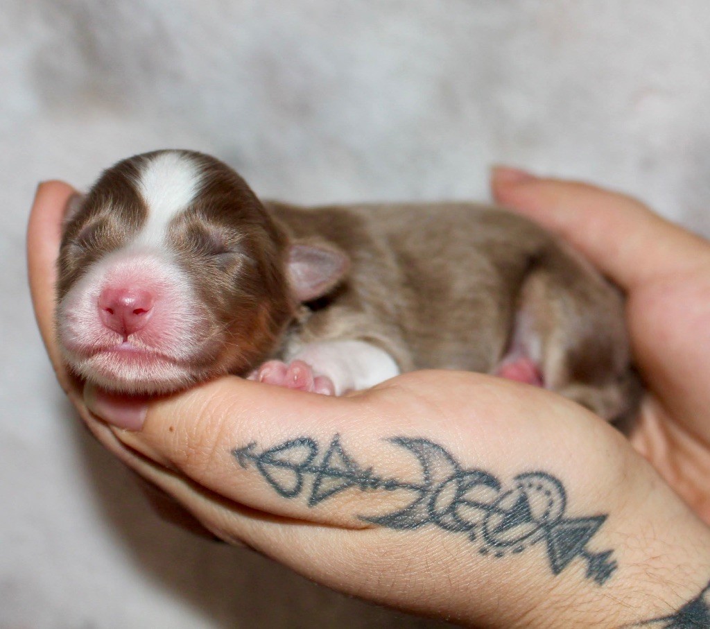 Des Mille Et Une Pattounes - Chiots disponibles - Berger Australien