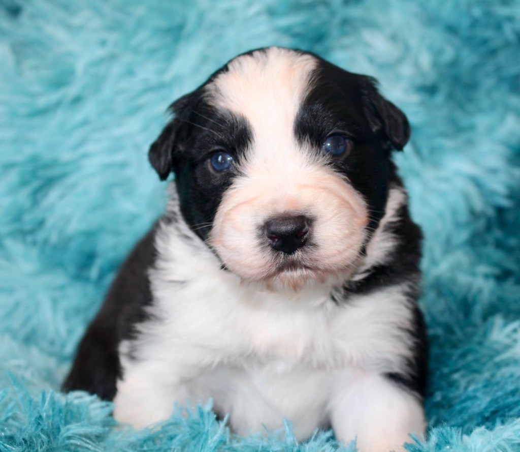 Des Mille Et Une Pattounes - Chiots disponibles - Berger Australien