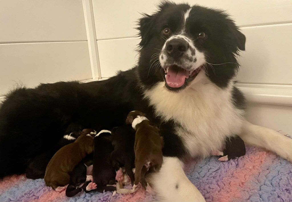 Des Mille Et Une Pattounes - Chiots disponibles - Berger Australien