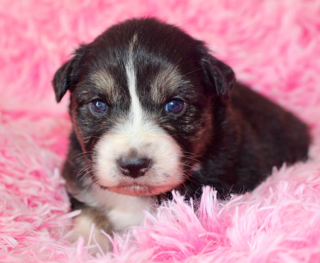 Des Mille Et Une Pattounes - Chiots disponibles - Berger Australien