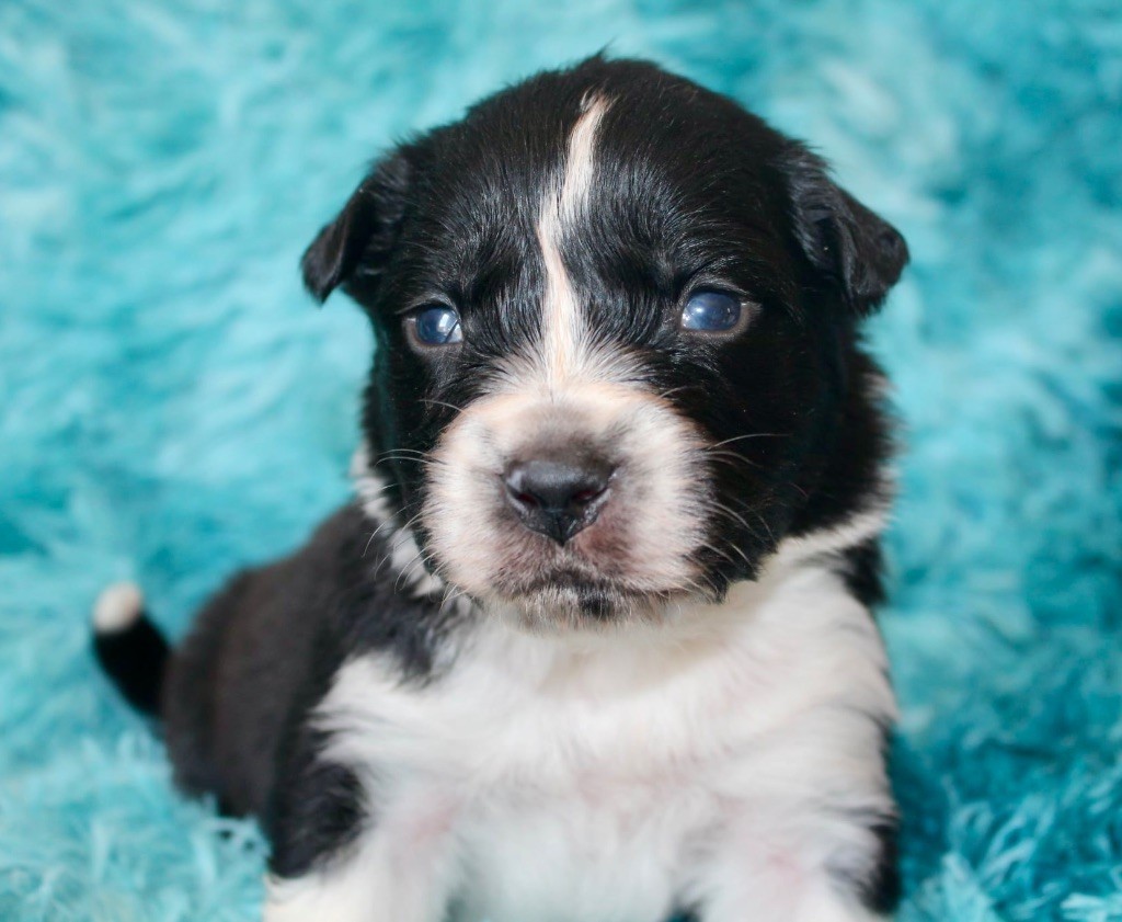 Des Mille Et Une Pattounes - Chiots disponibles - Berger Australien