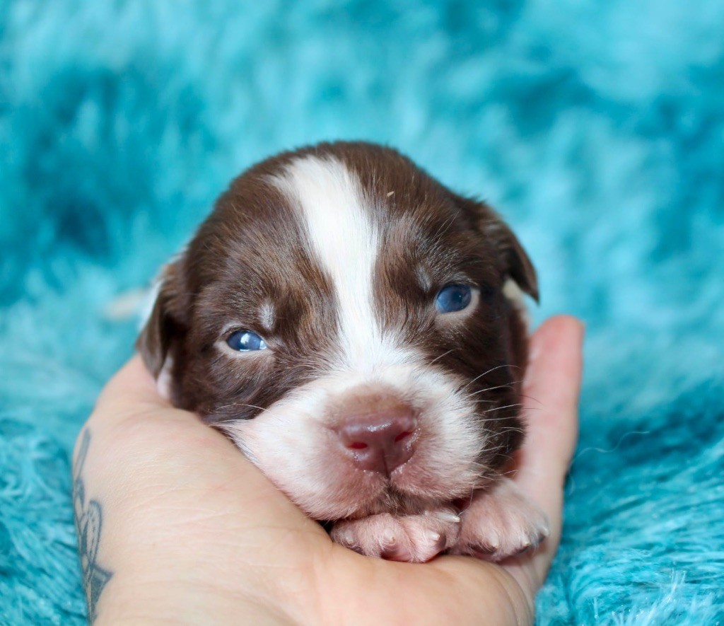Des Mille Et Une Pattounes - Chiots disponibles - Berger Australien