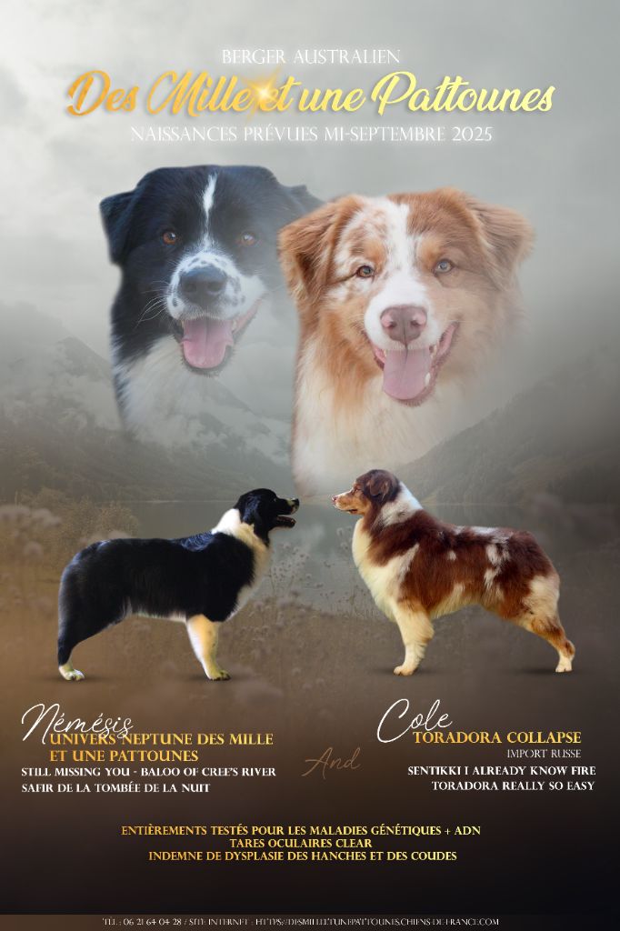 Chiot Berger Australien Des Mille Et Une Pattounes